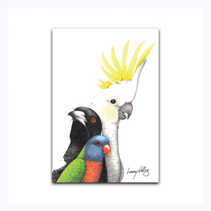 australian magnet magpie lorikeet cockatoo