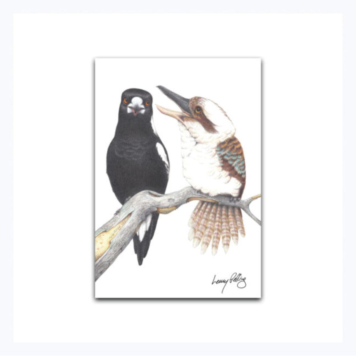 Australian-magnet-kookaburra-and-magpie-Morning-Chorus