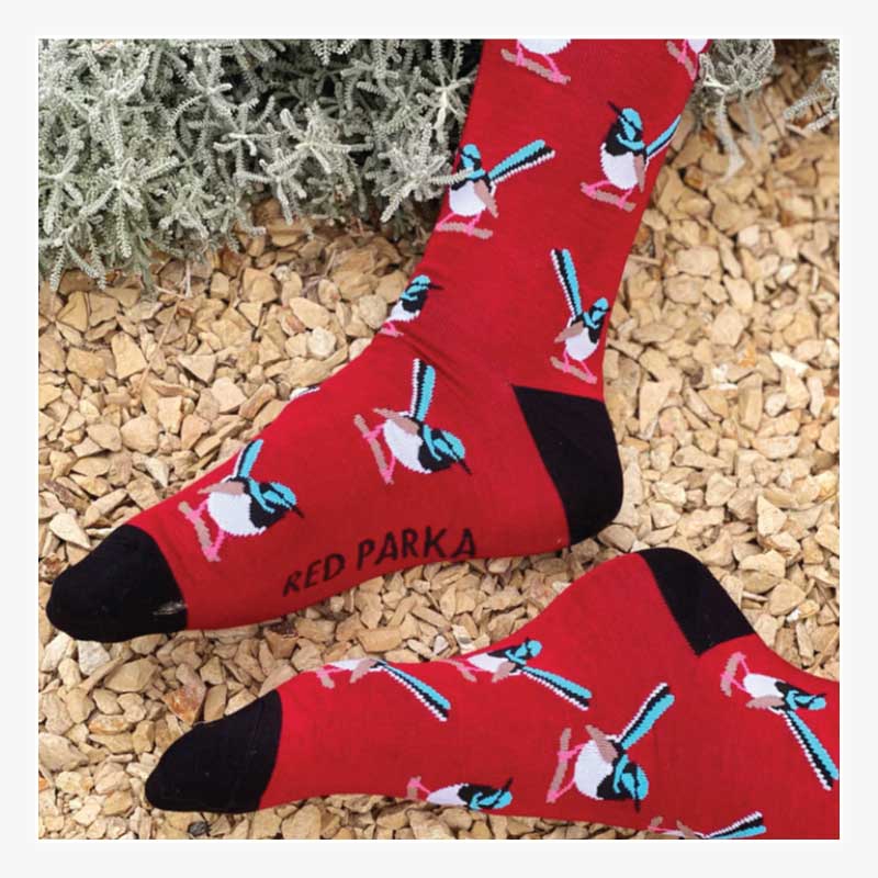 socks fairy wren red australia
