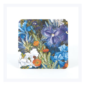 Leschenaultia-coaster