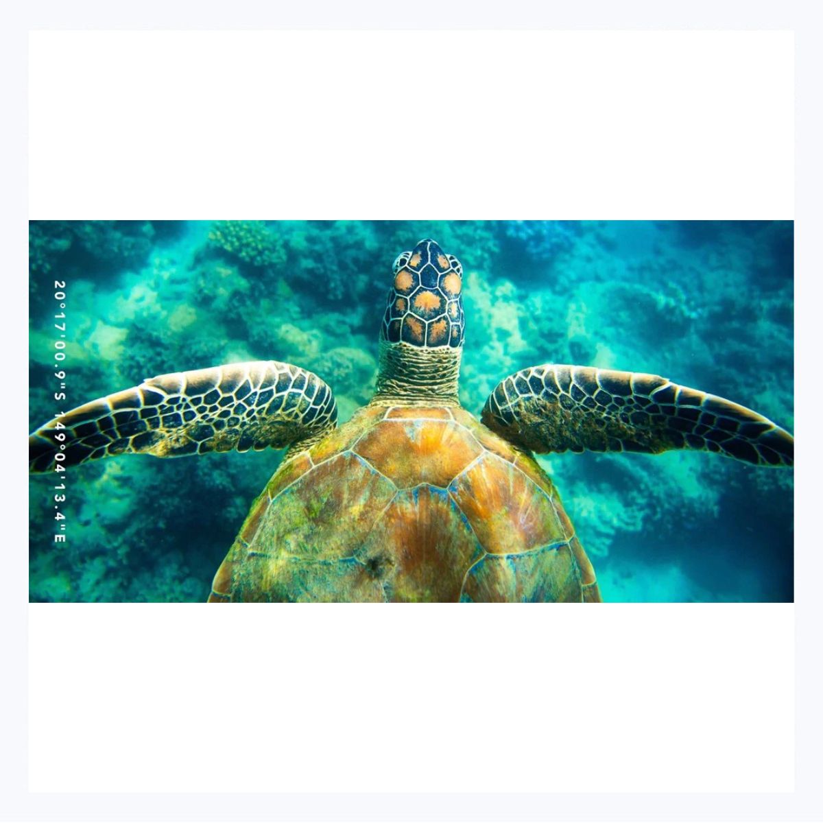 beach-towel-turtle-tones-destination-label-anthony-glick