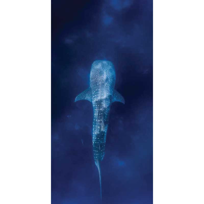 destination label beach towel whale shark