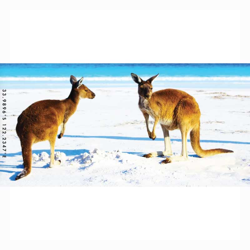 destination-label-beach-towel-aussie-mates-kangaroo