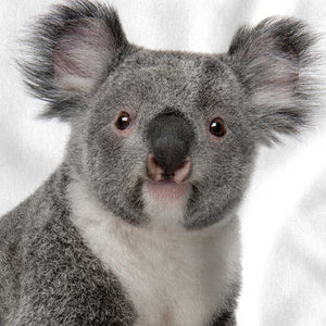 microfibre-lens-cloth-koala