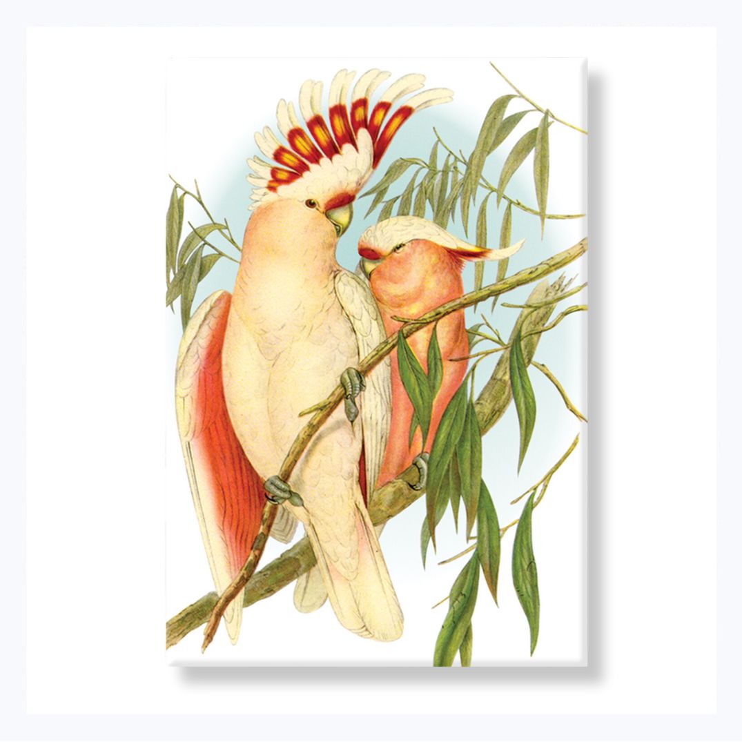 magnet souvenir australian cockatoo john gould leadbeater