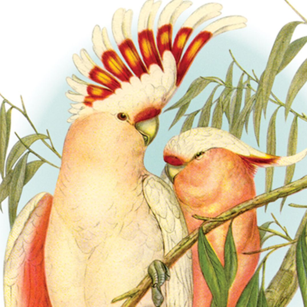 magnet souvenir australian cockatoo john gould leadbeater