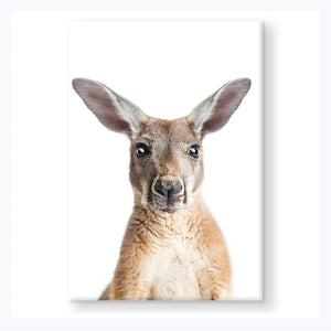 magnet kangaroo