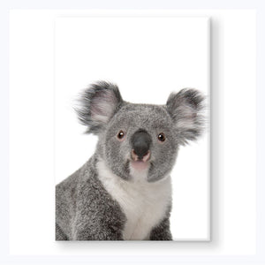 Souvenir-Magnet-Koala-Australia