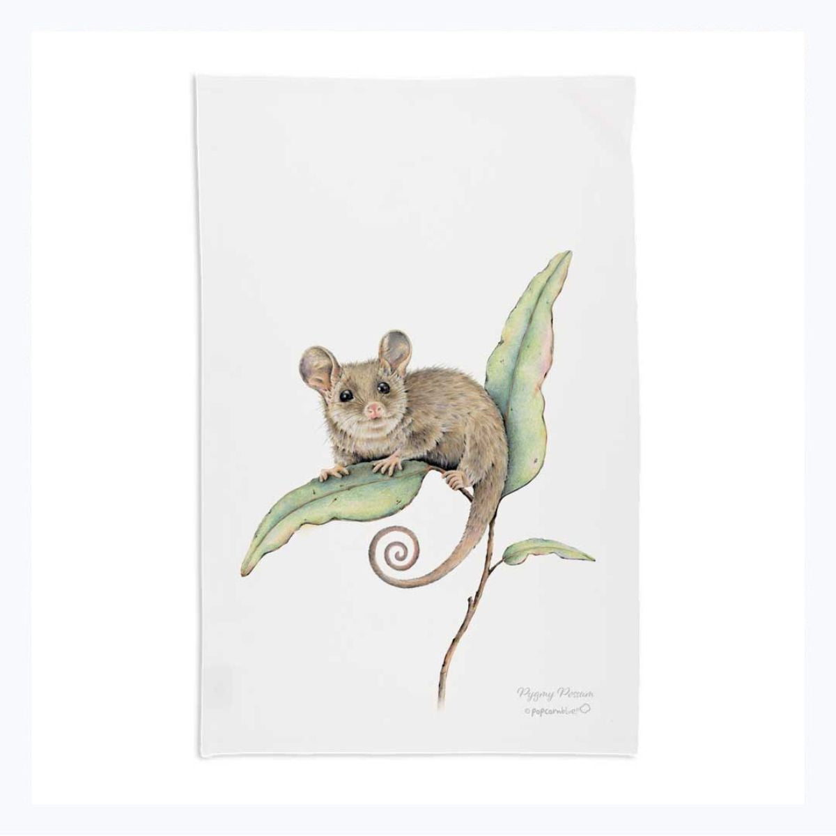 tea-towel-pygmy-possum