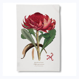 tea towel waratah australian gift souvenir