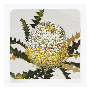 Australian coasters native flowers white
