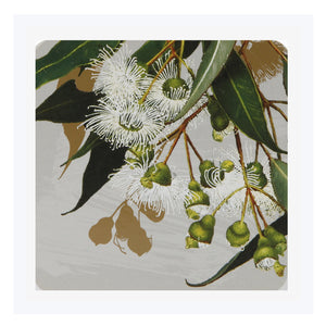 Australian coasters native flowers white